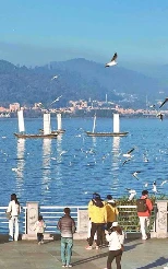 海埂大坝 鸥翔人欢