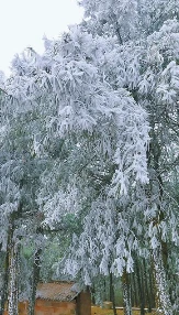 寻甸县六哨乡现雾凇景观