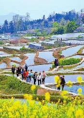 元阳：春花朵朵映梯田