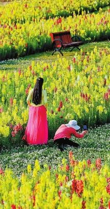 生态花海醉游人