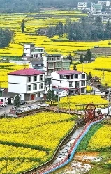 “油菜花经济”丰富业态