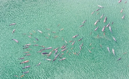 抚仙湖“青鱼阵”展生态之美