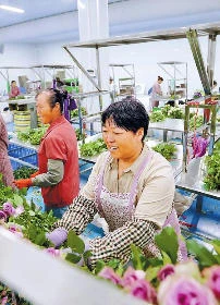 玫瑰花开废砂场