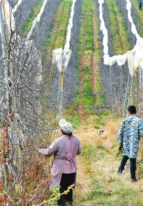 春修枝头忙 静待果飘香