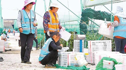蓝莓飘香复工忙