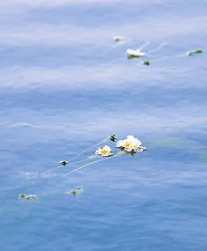 滇池草海 海菜花开