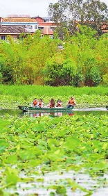 普者黑：荷叶飘香引客来