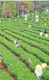 茶山寻野趣 游客入画来