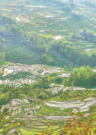 绿染梯田　新景如画